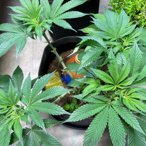 Nahimana - Mystisch - Tatanka Pure CBD growlog timeline photo