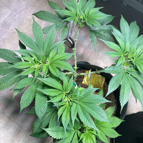 Nahimana - Mystisch - Tatanka Pure CBD growlog timeline photo