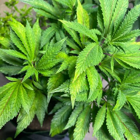 Maimiti - Tropical Mirage Limited Edition von Royal Queen Seeds growlog timeline photo
