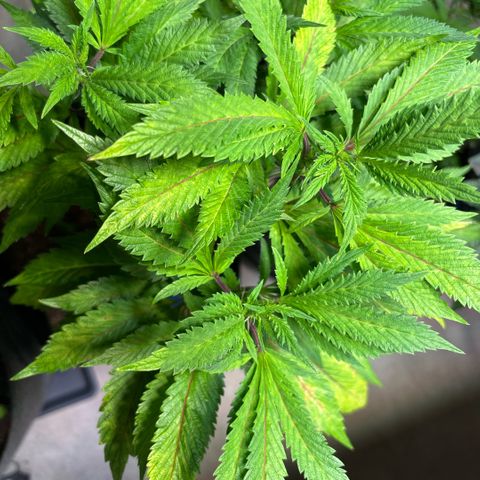 Maimiti - Tropical Mirage Limited Edition von Royal Queen Seeds growlog timeline photo