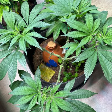 Nahimana - Mystisch - Tatanka Pure CBD growlog timeline photo