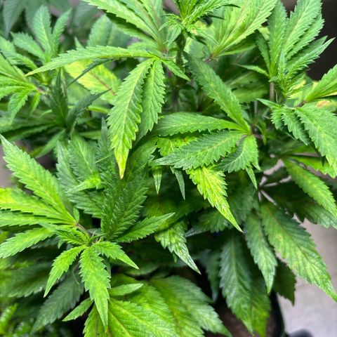 Maimiti - Tropical Mirage Limited Edition von Royal Queen Seeds growlog timeline photo
