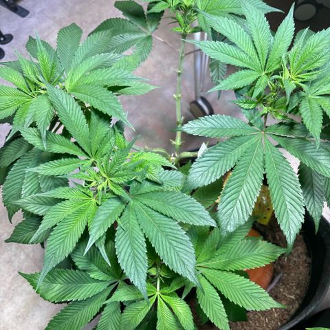 Nahimana - Mystisch - Tatanka Pure CBD growlog timeline photo