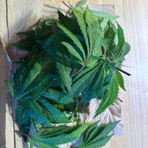 Maimiti - Tropical Mirage Limited Edition von Royal Queen Seeds growlog timeline photo