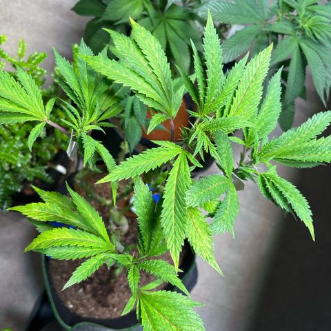Maimiti - Tropical Mirage Limited Edition von Royal Queen Seeds growlog timeline photo