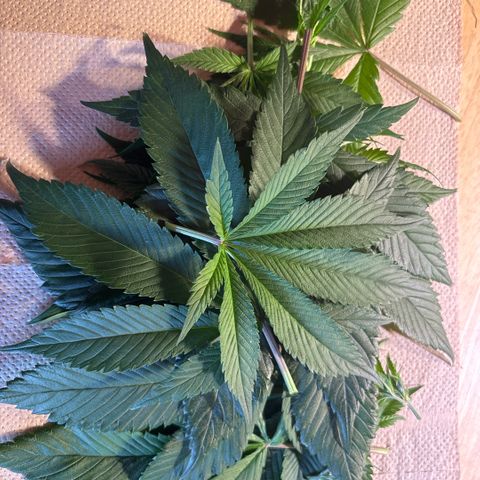 Nahimana - Mystisch - Tatanka Pure CBD growlog timeline photo