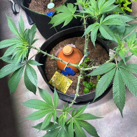 Nahimana - Mystisch - Tatanka Pure CBD growlog timeline photo