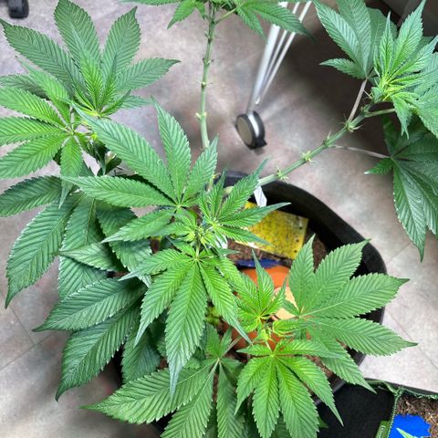 Nahimana - Mystisch - Tatanka Pure CBD growlog timeline photo