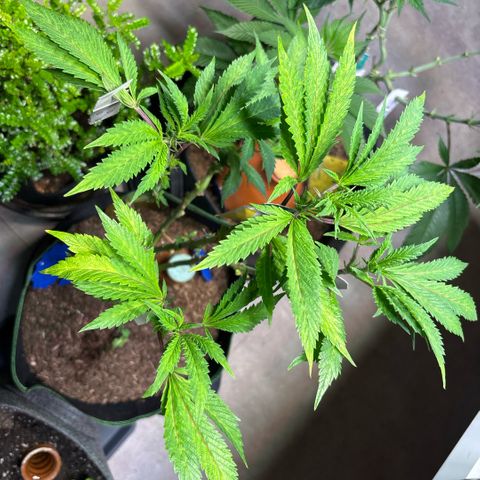 Maimiti - Tropical Mirage Limited Edition von Royal Queen Seeds growlog timeline photo
