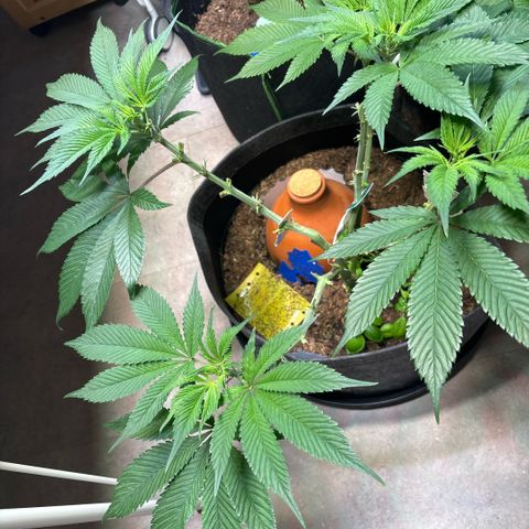 Nahimana - Mystisch - Tatanka Pure CBD growlog timeline photo