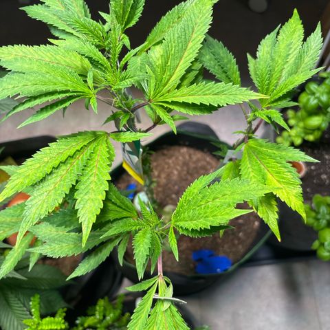Maimiti - Tropical Mirage Limited Edition von Royal Queen Seeds growlog timeline photo