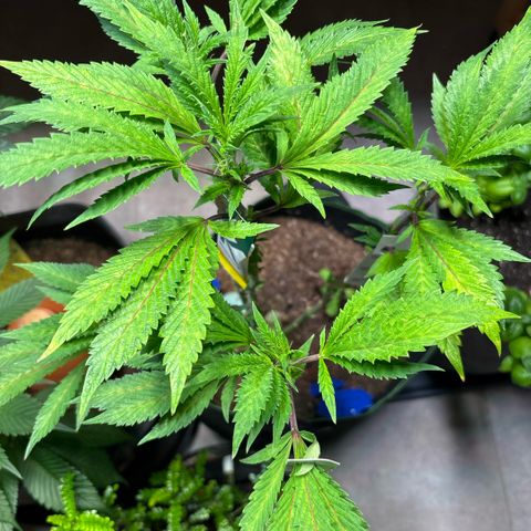 Maimiti - Tropical Mirage Limited Edition von Royal Queen Seeds growlog timeline photo
