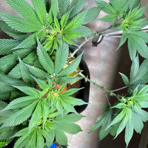 Nahimana - Mystisch - Tatanka Pure CBD growlog timeline photo