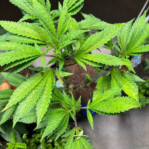 Maimiti - Tropical Mirage Limited Edition von Royal Queen Seeds growlog timeline photo