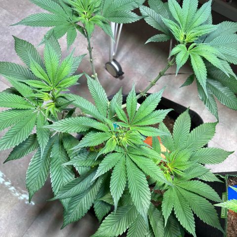 Nahimana - Mystisch - Tatanka Pure CBD growlog timeline photo