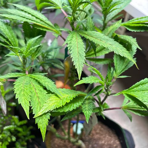 Maimiti - Tropical Mirage Limited Edition von Royal Queen Seeds growlog timeline photo