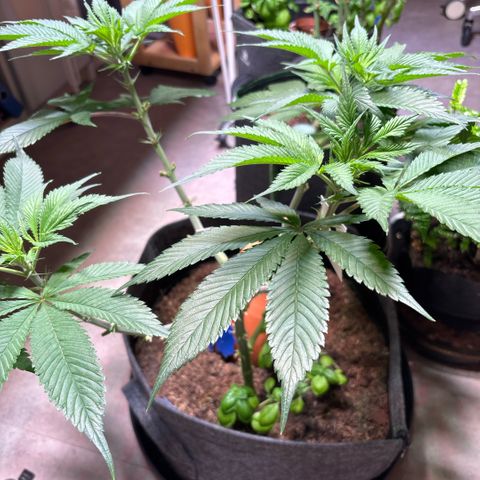 Nahimana - Mystisch - Tatanka Pure CBD growlog timeline photo
