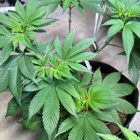 Nahimana - Mystisch - Tatanka Pure CBD growlog timeline photo