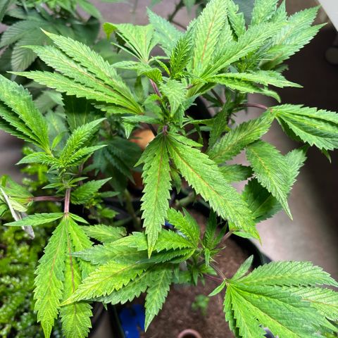 Maimiti - Tropical Mirage Limited Edition von Royal Queen Seeds growlog timeline photo