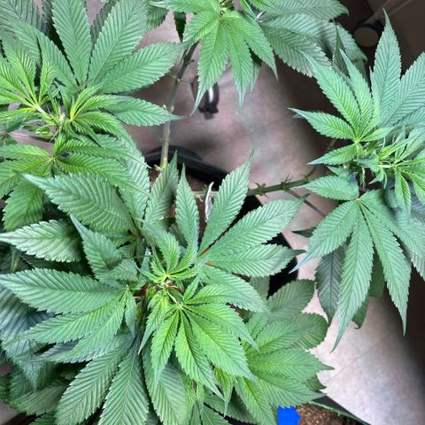 Nahimana - Mystisch - Tatanka Pure CBD growlog timeline photo
