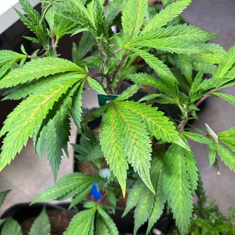 Maimiti - Tropical Mirage Limited Edition von Royal Queen Seeds growlog timeline photo