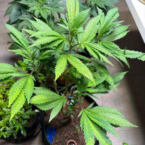 Maimiti - Tropical Mirage Limited Edition von Royal Queen Seeds growlog timeline photo