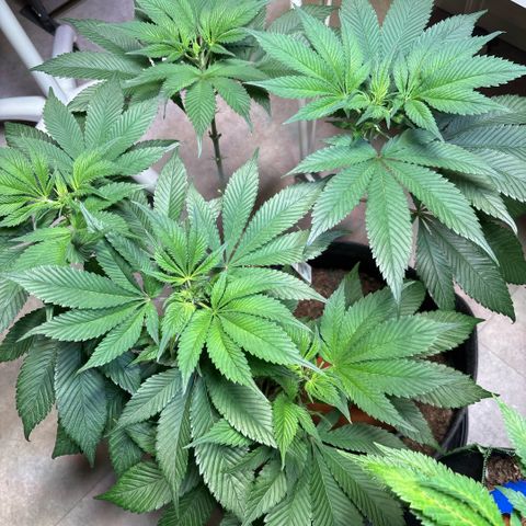 Nahimana - Mystisch - Tatanka Pure CBD growlog timeline photo
