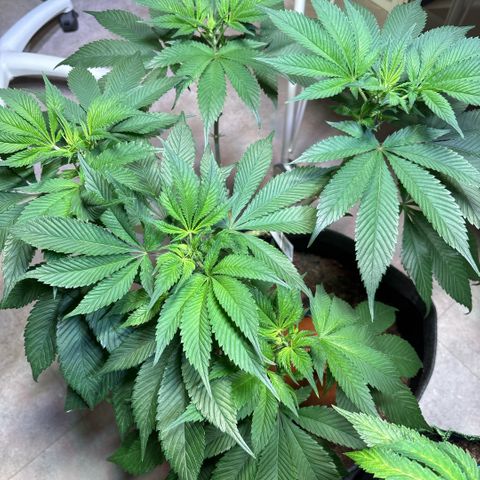 Nahimana - Mystisch - Tatanka Pure CBD growlog timeline photo
