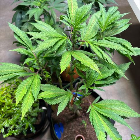 Maimiti - Tropical Mirage Limited Edition von Royal Queen Seeds growlog timeline photo