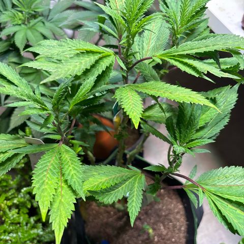 Maimiti - Tropical Mirage Limited Edition von Royal Queen Seeds growlog timeline photo