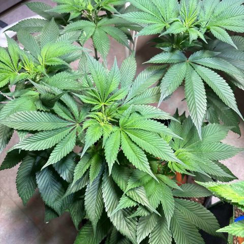Nahimana - Mystisch - Tatanka Pure CBD growlog timeline photo