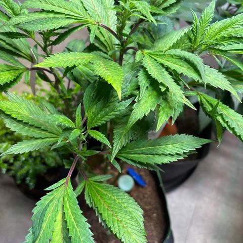 Maimiti - Tropical Mirage Limited Edition von Royal Queen Seeds growlog timeline photo
