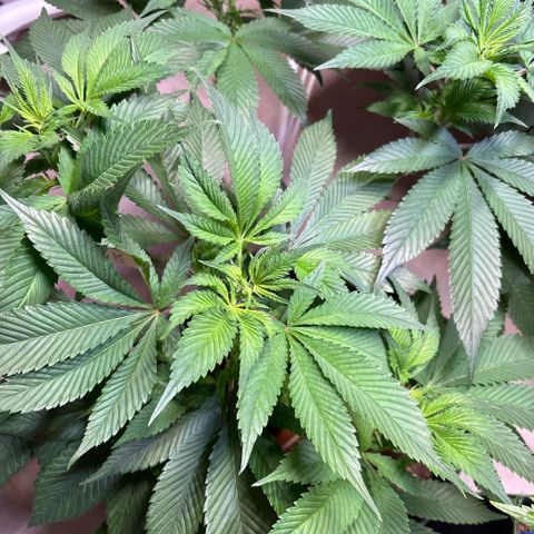 Nahimana - Mystisch - Tatanka Pure CBD growlog timeline photo