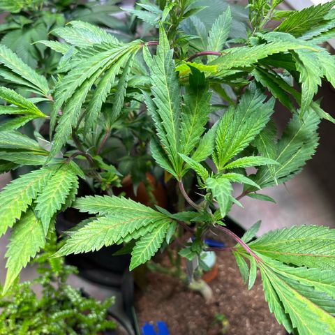 Maimiti - Tropical Mirage Limited Edition von Royal Queen Seeds growlog timeline photo