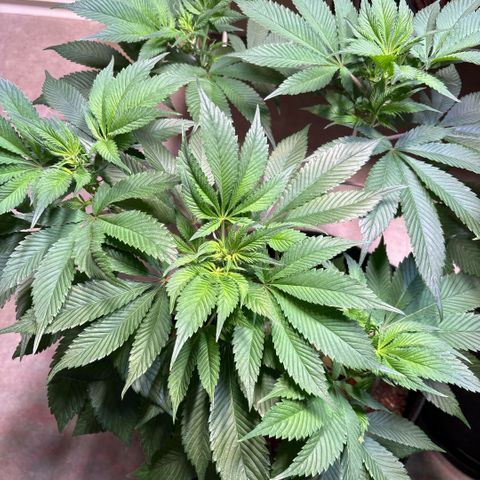 Nahimana - Mystisch - Tatanka Pure CBD growlog timeline photo