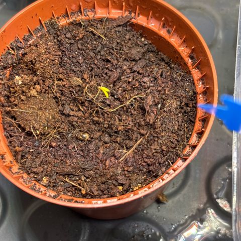 Daau (Stern) Baguio Gold growlog timeline photo