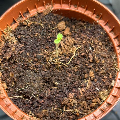 Daau (Stern) Baguio Gold growlog timeline photo