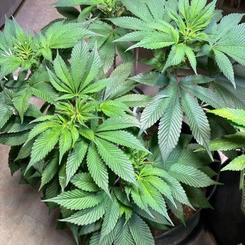 Nahimana - Mystisch - Tatanka Pure CBD growlog timeline photo