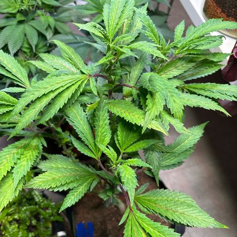 Maimiti - Tropical Mirage Limited Edition von Royal Queen Seeds growlog timeline photo