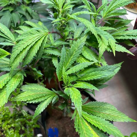 Maimiti - Tropical Mirage Limited Edition von Royal Queen Seeds growlog timeline photo