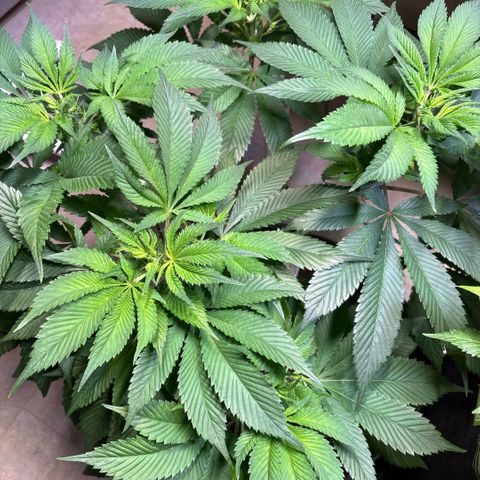 Nahimana - Mystisch - Tatanka Pure CBD growlog timeline photo