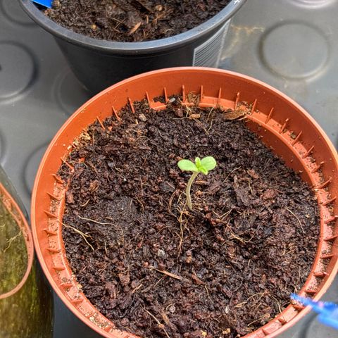 Daau (Stern) Baguio Gold growlog timeline photo