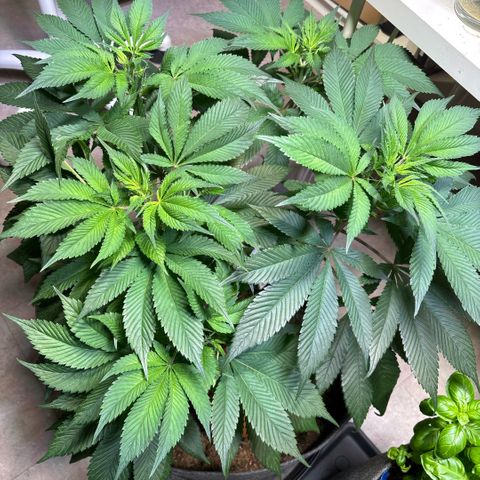 Nahimana - Mystisch - Tatanka Pure CBD growlog timeline photo