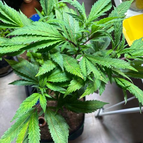 Maimiti - Tropical Mirage Limited Edition von Royal Queen Seeds growlog timeline photo
