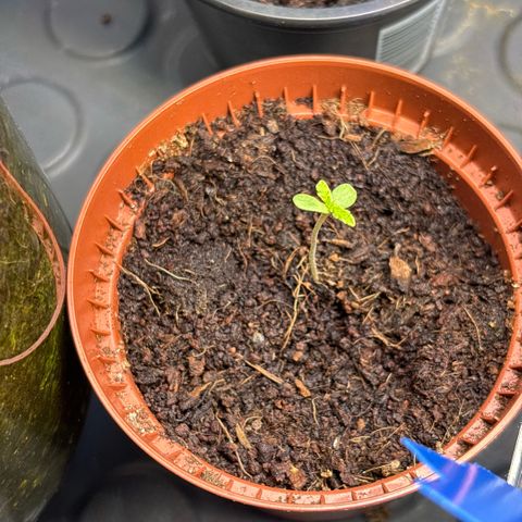Daau (Stern) Baguio Gold growlog timeline photo