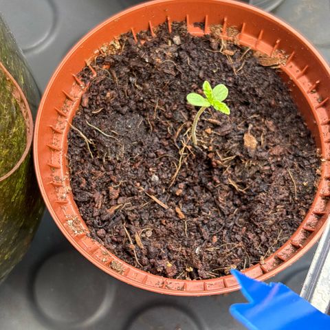 Daau (Stern) Baguio Gold growlog timeline photo