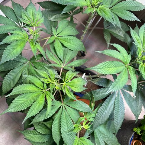 Nahimana - Mystisch - Tatanka Pure CBD growlog timeline photo