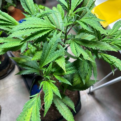 Maimiti - Tropical Mirage Limited Edition von Royal Queen Seeds growlog timeline photo