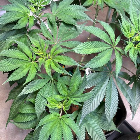 Nahimana - Mystisch - Tatanka Pure CBD growlog timeline photo