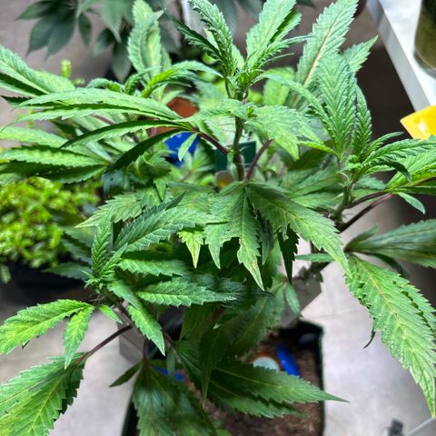 Maimiti - Tropical Mirage Limited Edition von Royal Queen Seeds growlog timeline photo